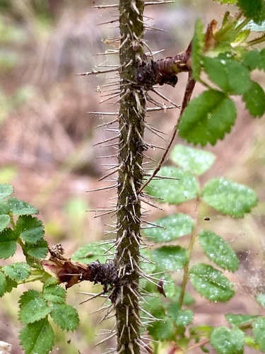 pine rose (Rosa pinetorum)
