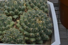 Coryphantha maiz-tablasensis