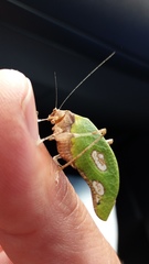 Pycnopalpa bicordata