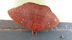 Lonomia obliqua