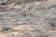 Eriogonum wrightii subscaposum