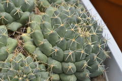 Coryphantha maiz-tablasensis