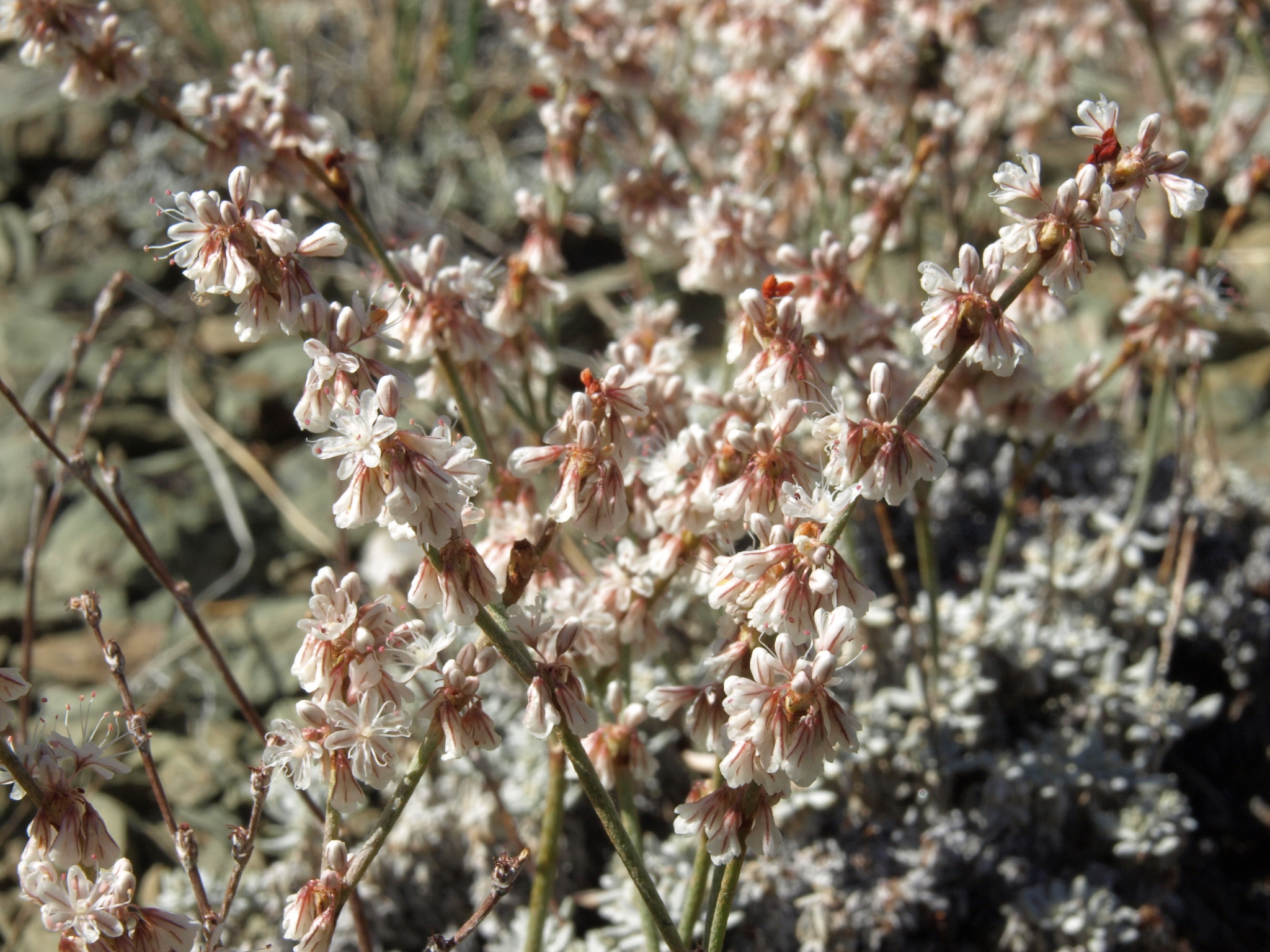 Eriogonum wrightii var. subscaposum