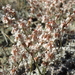 Eriogonum wrightii subscaposum - Photo (c) Jim Morefield, μερικά δικαιώματα διατηρούνται (CC BY)