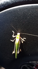 Pycnopalpa bicordata