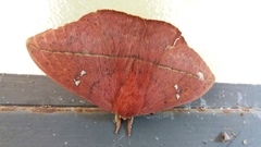 Lonomia obliqua