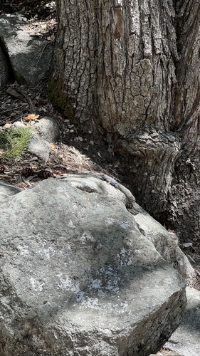 iNaturalist observation photo of Western Fence Lizard