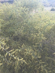 Atriplex canescens