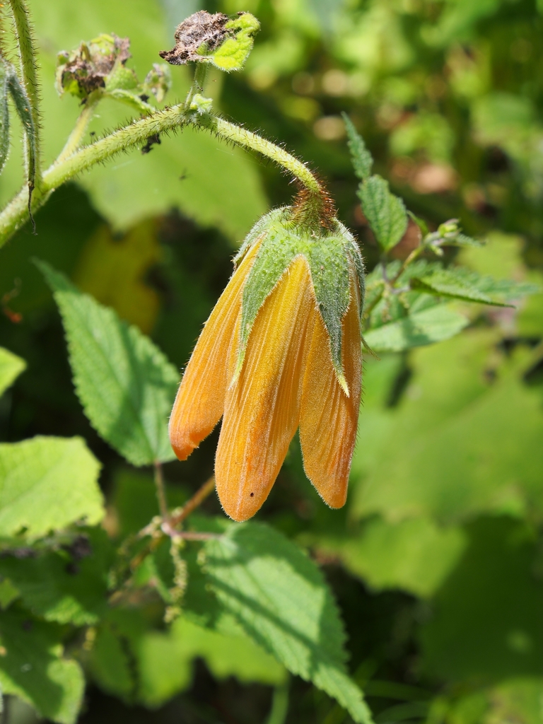 Nasa speciosa