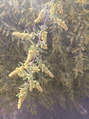 Atriplex canescens