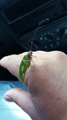 Pycnopalpa bicordata