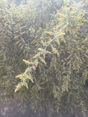 Atriplex canescens