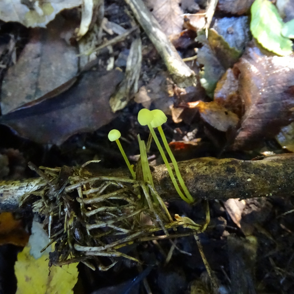 Mycena chusqueophila · May 2019 · photo: © cristianriquelme (iNaturalist, cc-by)