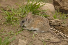 Peromyscus melanophrys