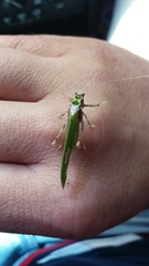 Pycnopalpa bicordata