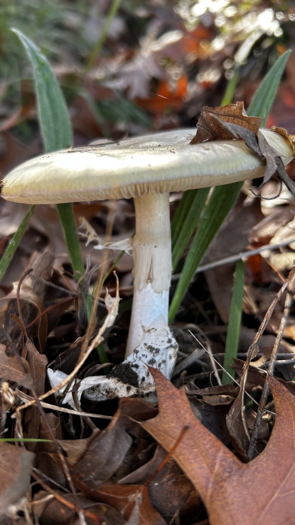 Deathcap from O'Connor Ridge Nature Reserve, O'Connor, ACT, AU on May ...