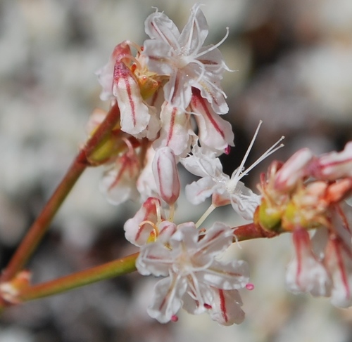Eriogonum kennedyi var. kennedyi