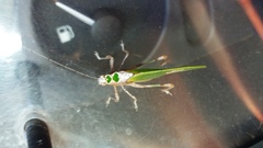 Pycnopalpa bicordata