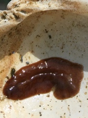 Kaburakia excelsa