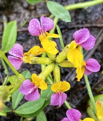Hosackia gracilis