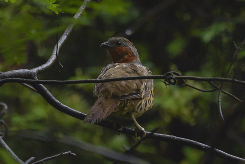 Chinese Bamboo-Partridge