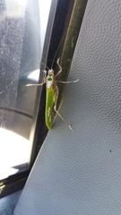 Pycnopalpa bicordata