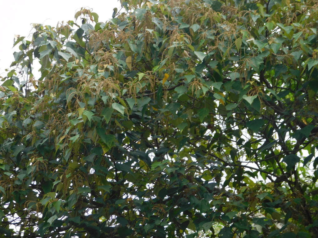 Mallotus paniculatus (Mallotus paniculatus)