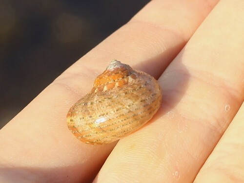 Pseudostomatella papyracea observed 2024-04-11