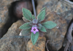 Collomia diversifolia