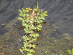 Neptunia oleracea