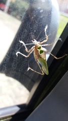 Pycnopalpa bicordata