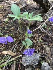 Viola triloba