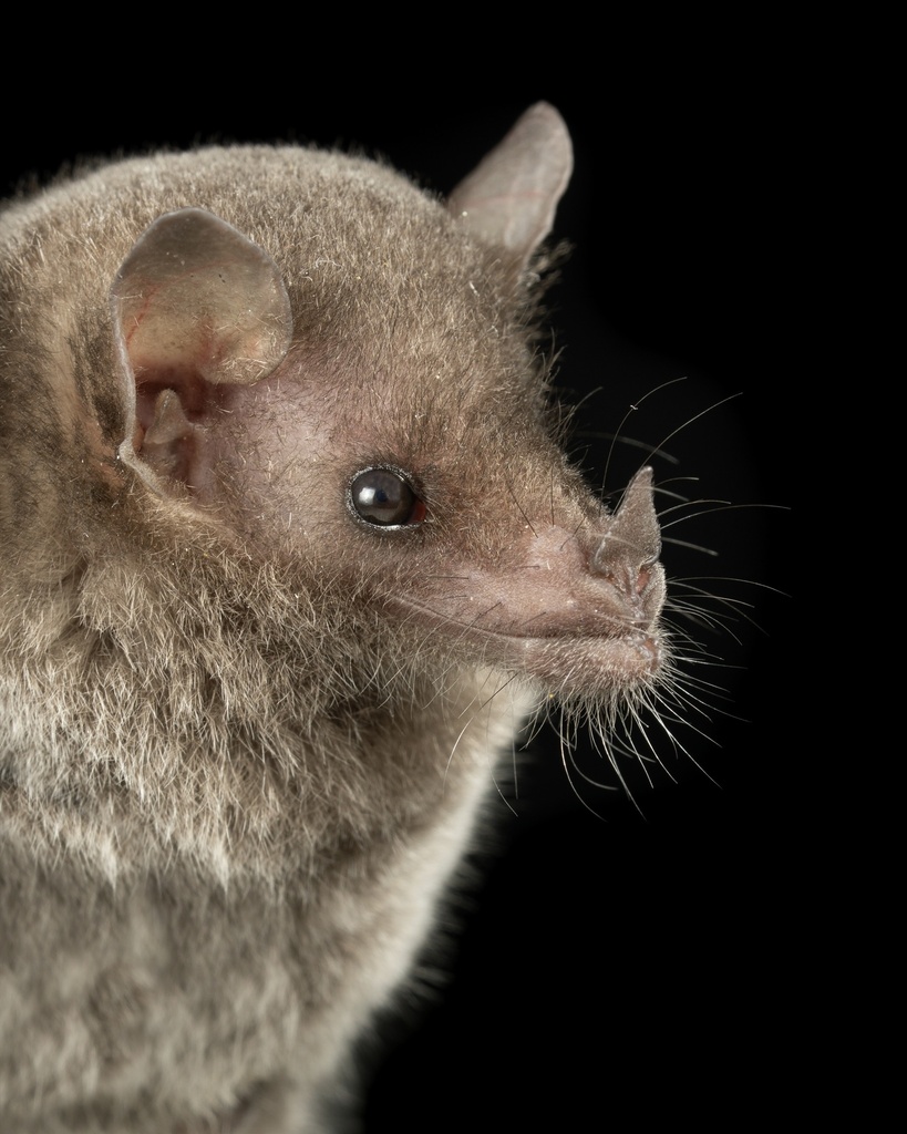 Tschudi's Tailless Bat