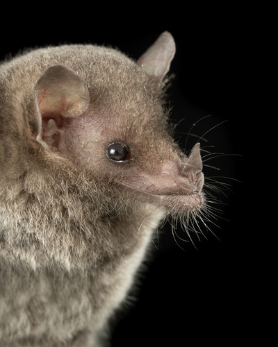 Tschudi's Tailless Bat (Anoura peruana) — Least Concern Mammalia