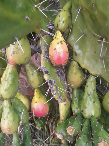 Opuntia monacantha