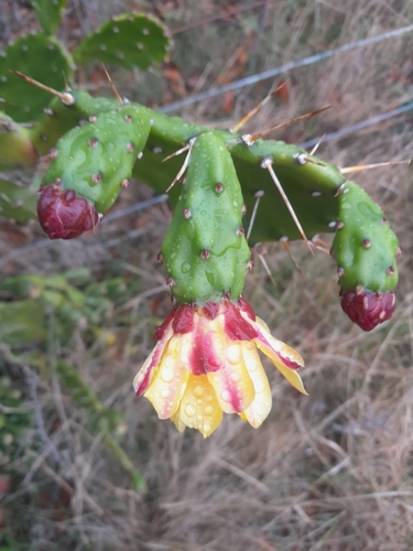 Opuntia monacantha