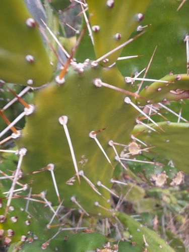 Opuntia monacantha