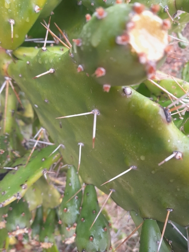 Opuntia monacantha