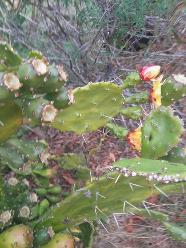 Opuntia monacantha