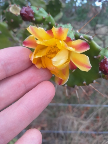 Opuntia monacantha