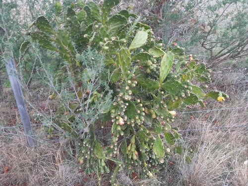 Opuntia monacantha