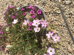 Leptosiphon chrysanthus decorus