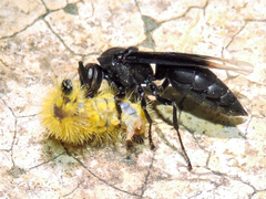 Parachartergus apicalis