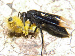 Parachartergus apicalis