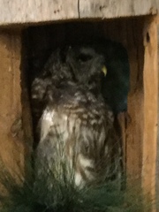 Strix