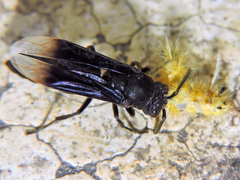 Parachartergus apicalis