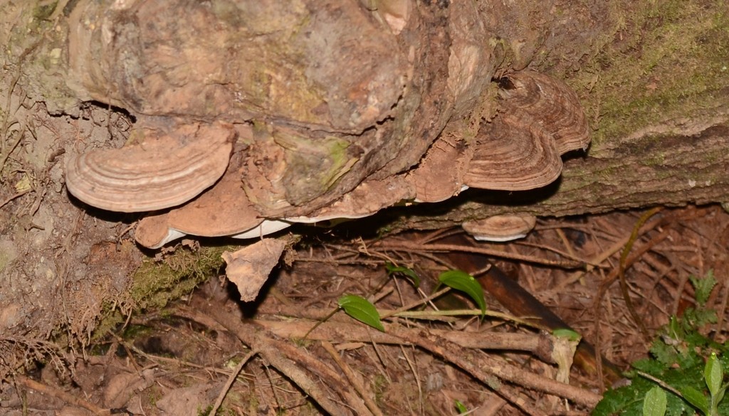shelf fungi from Pondicherry Wildlife Refuge on May 24, 2016 by Mark