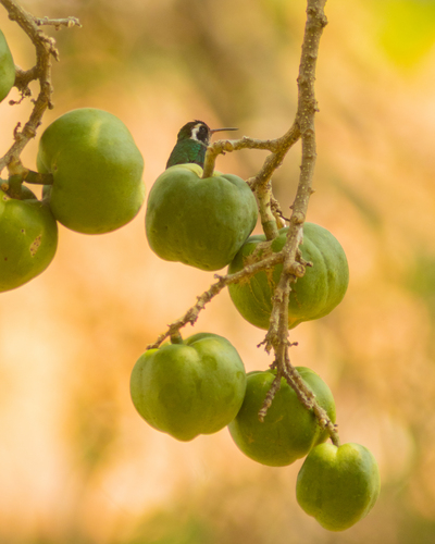 Zapote blanco (Casimiroa edulis)