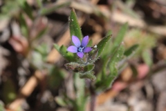Allophyllum gilioides