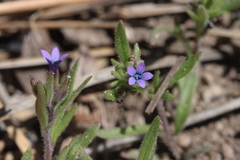 Allophyllum gilioides